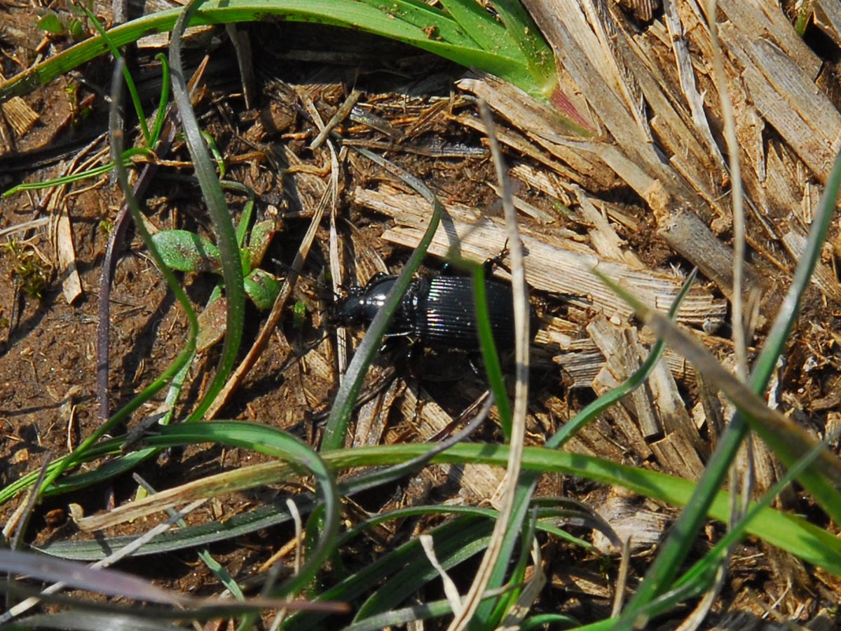 Abax parallelepipedus